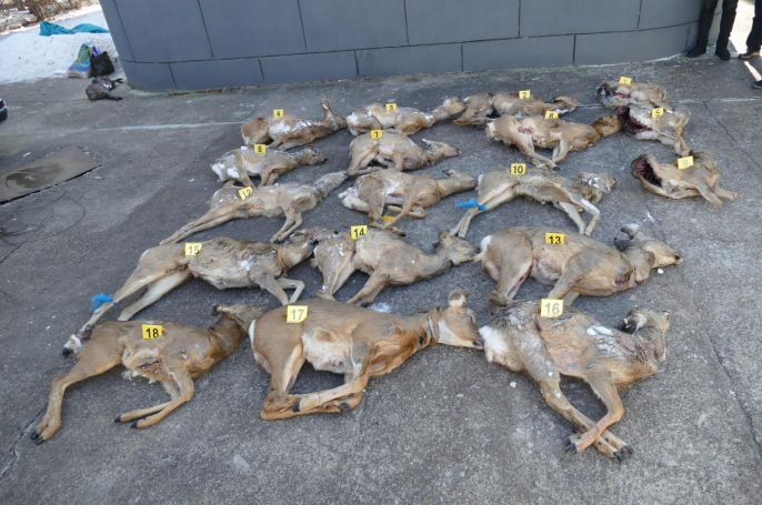 国家二级重点保护动物猞猁1只,"三有"保护野生动物狍子16只,准备出售
